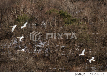 白鳥 鳥 鉄原郡 74356023