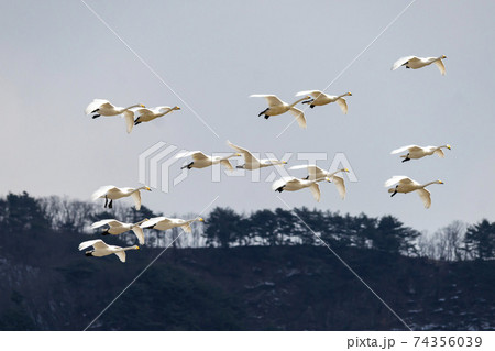 白鳥 鳥 鉄原郡 74356039