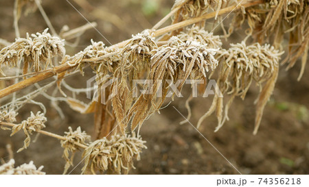 Cannabis hemp winter snow frost harvested dried medicinal crate seeds quality for the production ointments and creams developed by scientists, science modern trend, seeds big bud pistils, stigmas 74356218