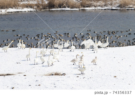 白鳥 鳥 冬 74356337