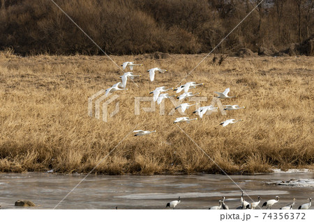 白鳥 鳥 冬 74356372