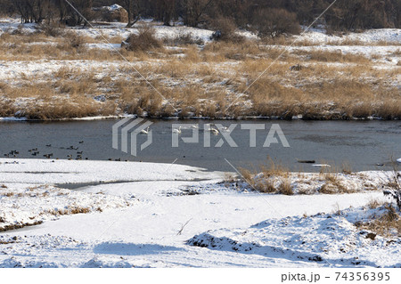 白鳥 鳥 冬 74356395