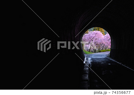 トンネルから眺める桜並木 トンネルから眺める桜並木 74356677