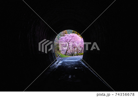 トンネルから眺める桜並木 74356678