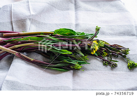 紅菜苔 こうさいたい 紅菜苔 こうさいたい 74356719