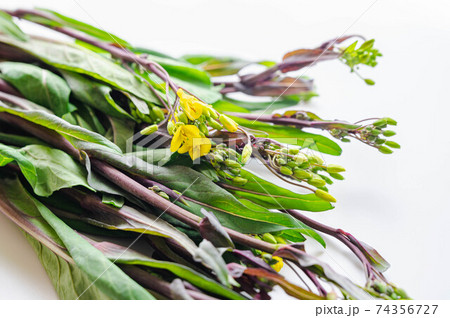 紅菜苔　こうさいたい 74356727