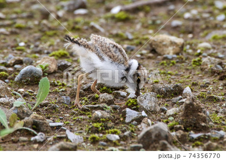 エサを探すコチドリのヒナ 74356770