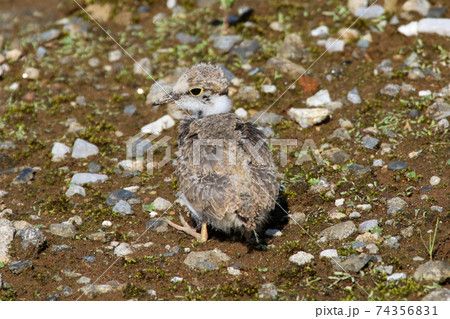 座り込むコチドリのヒナ 座り込むコチドリのヒナ 74356831