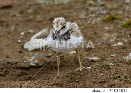 凛々しいコチドリのヒナ 74356832