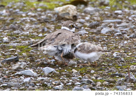コチドリの親子 コチドリの親子 74356833