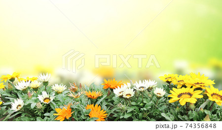 First spring wildflowers yellow, white and orange Adonis vernalis First spring wildflowers yellow, white and orange Adonis vernalis 74356848