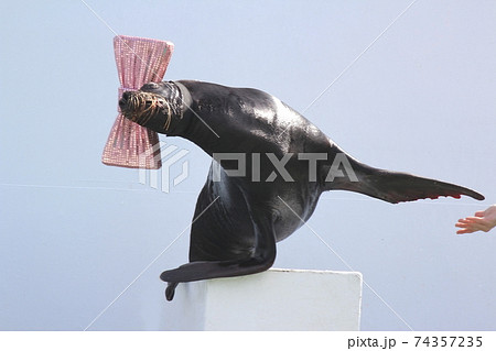 アシカのショー 　首をふりふり演技するアシカ　 74357235