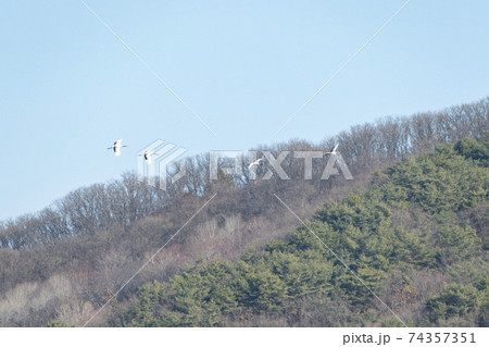 鳥 学 山 74357351
