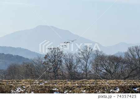 鳥 冬 学 74357425