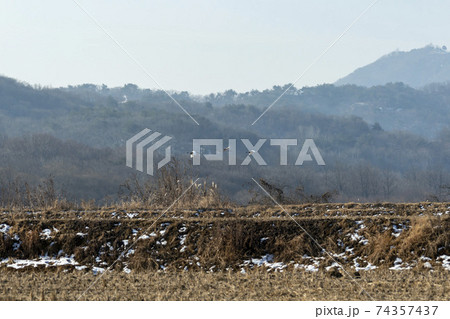 鳥 冬 学 74357437