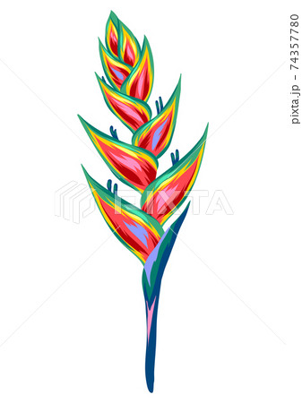 Illustration of tropical heliconia flower. 74357780