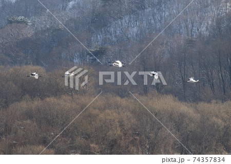 鳥 冬 学 74357834