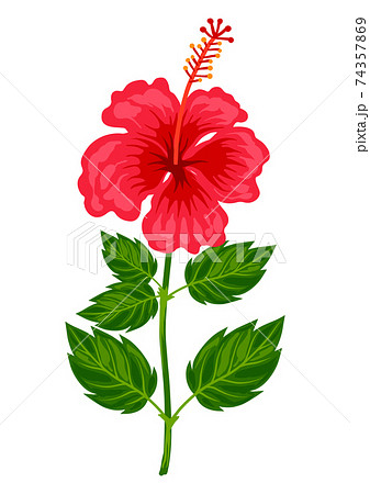 Illustration of tropical hibiscus flower. 74357869