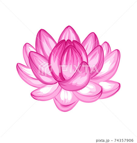 Illustration of lotus flower. 74357906