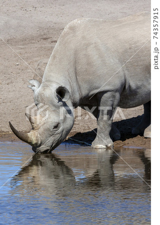 Black Rhinoceros - Etosha - Namibia Black Rhinoceros - Etosha - Namibia 74357915