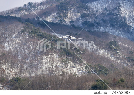 鳥 冬 学 74358003