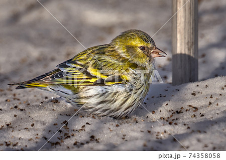 Bird - Eurasian Siskin ( Spinus spinus ) female walks in the snow looking for last year's seeds and eats them on a sunny winter day.  Close-up. 74358058
