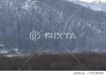 鳥 冬 学 74358099