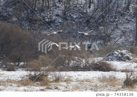 鳥 冬 学 74358136