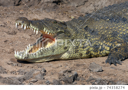 Nile crocodile - Botswana 74358274