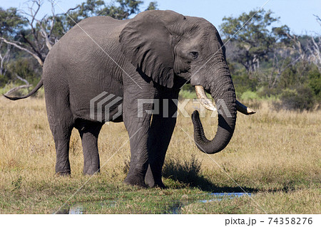 African Elephant - Botswana African Elephant - Botswana 74358276