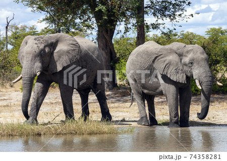 African Elephants - Botswana African Elephants - Botswana 74358281