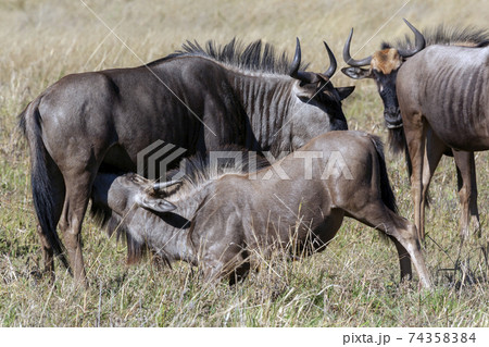 Young Wildebeest taking milk from its mother 74358384
