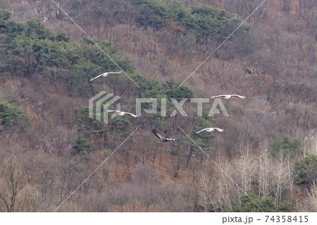 鳥 学 山 74358415