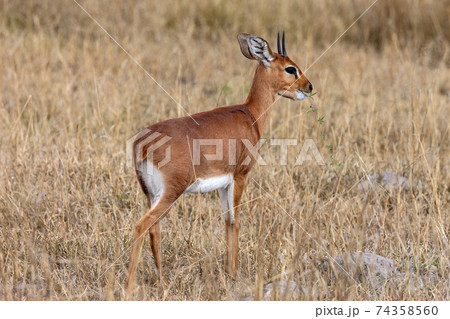 Damara Dik-Dik - Damaraland - Namibia Damara Dik-Dik - Damaraland - Namibia 74358560