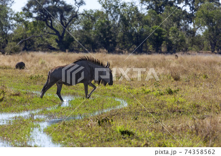 Wildebeest  - Botswana - Africa 74358562