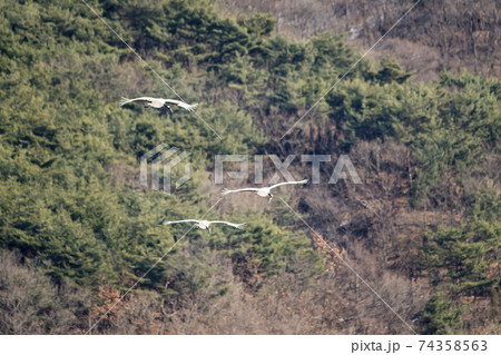 鳥 学 韓国 74358563
