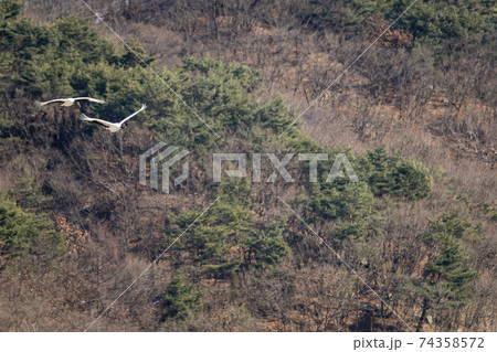 鳥 学 山 74358572