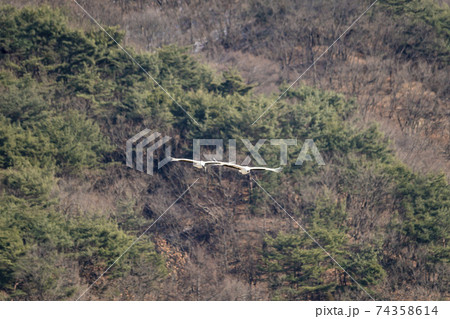 鳥 学 韓国 74358614