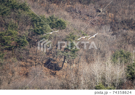 鳥 学 山 74358624