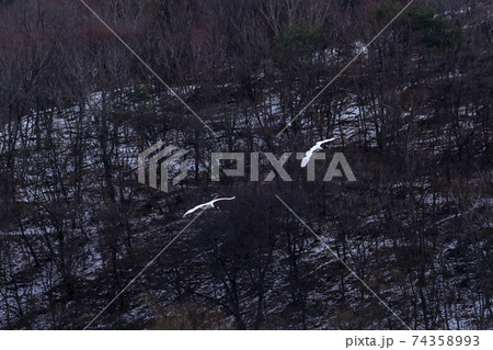 鳥 冬 学 74358993
