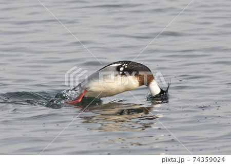 Male Red-breasted Merganser, Mergus serrator, diving in water Male Red-breasted Merganser, Mergus serrator, diving in water 74359024