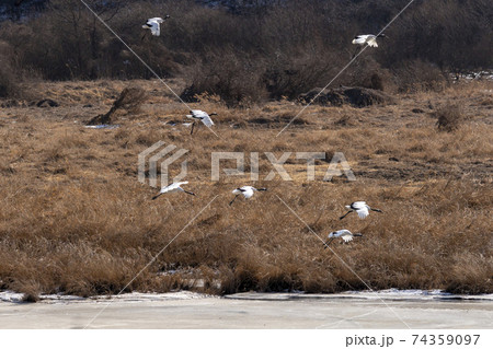 鳥 冬 学 74359097