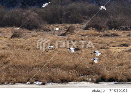 鳥 冬 学 74359101