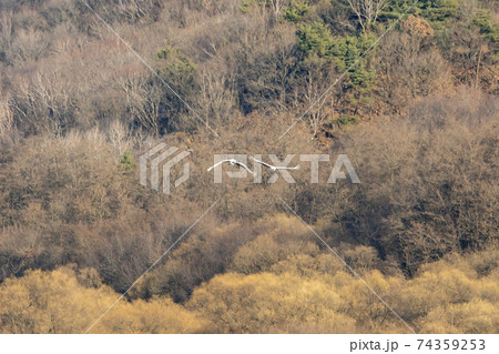 鳥 学 韓国 74359253