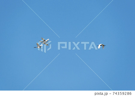 鳥 学 空 74359286