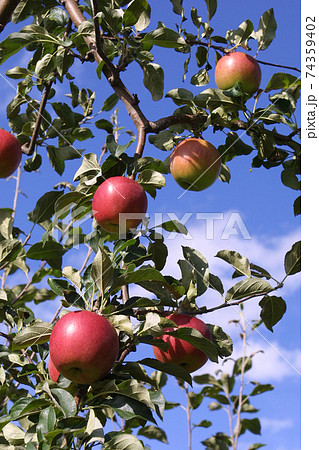 りんご　リンゴ　アップル　北海道産 74359402