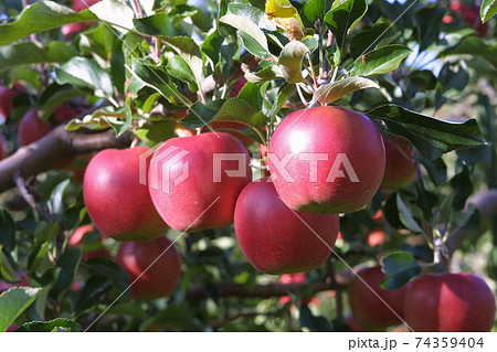 りんご　リンゴ　アップル　北海道産 74359404