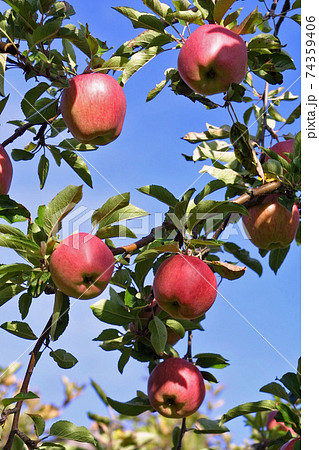りんご　リンゴ　アップル　北海道産 74359406