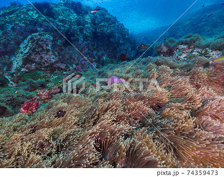 イソギンチャクの群生地 (メルギー諸島、ミャンマー) 74359473