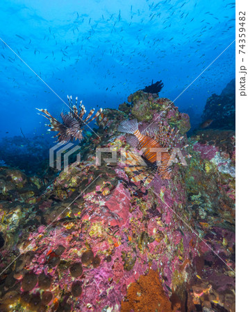 珊瑚礁を泳ぐハナミノカサゴ (メルギー諸島、ミャンマー) 74359482